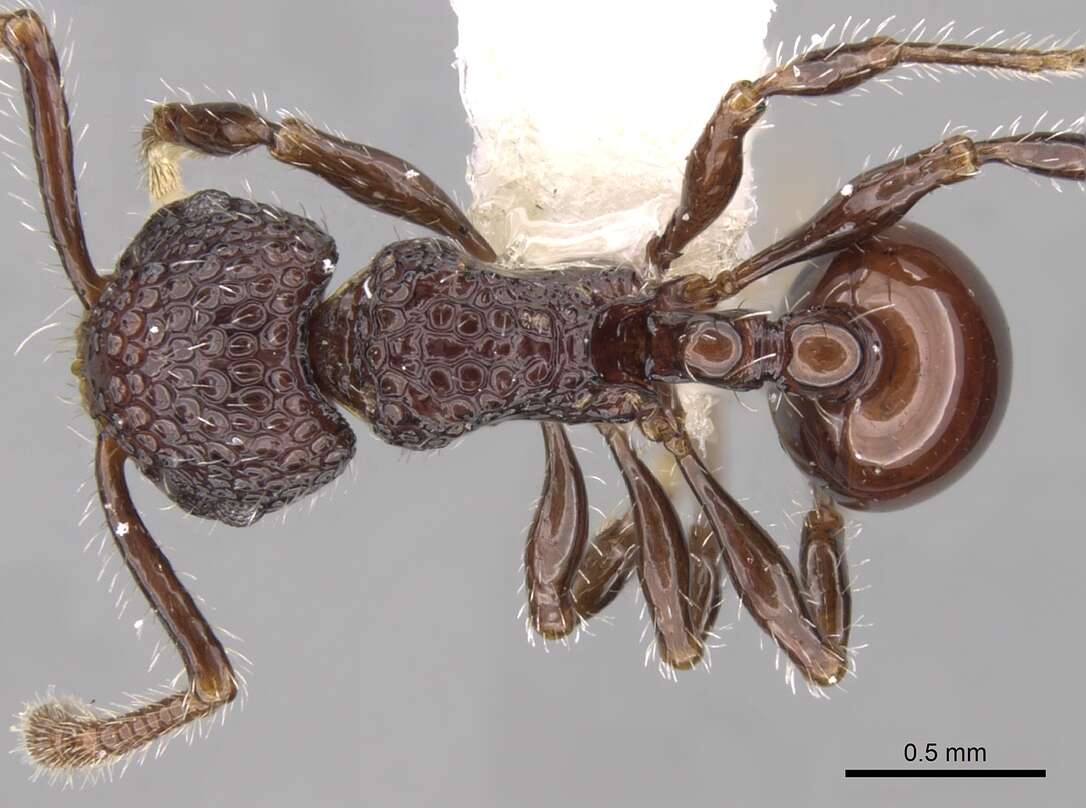 صورة Pristomyrmex brevispinosus Emery 1887