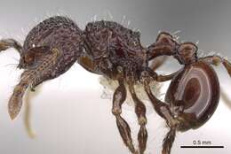 صورة Pristomyrmex brevispinosus Emery 1887