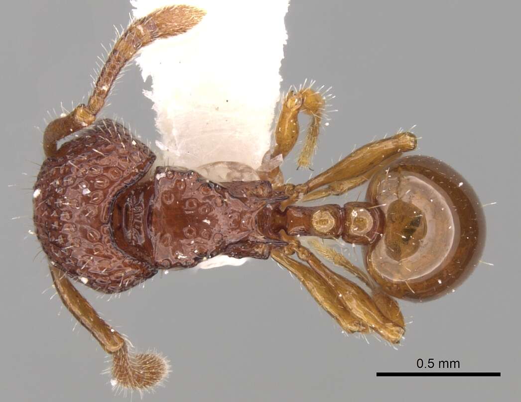 Image of Pristomyrmex coggii Emery 1897