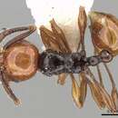 Image of Pristomyrmex quadridentatus (Andre 1905)