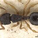 Image of Myrmecina rugosa Forel 1902