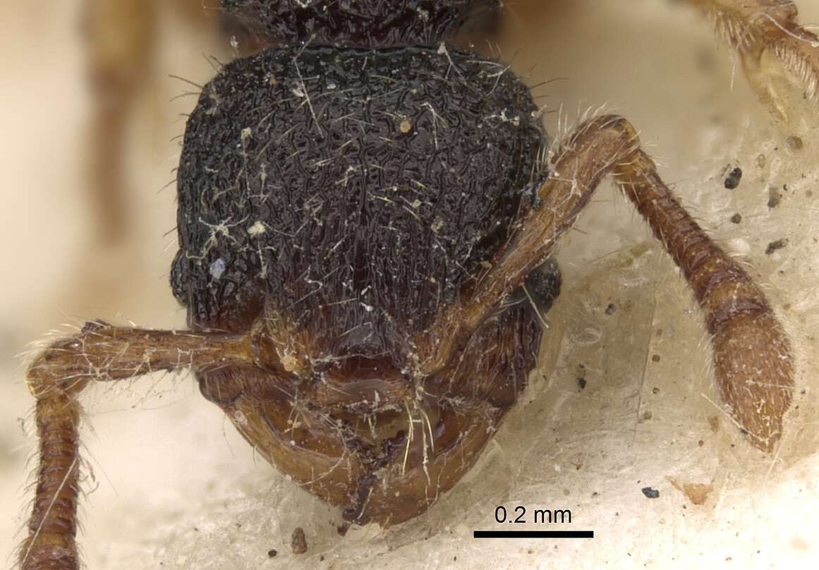 Image of Myrmecina rugosa Forel 1902