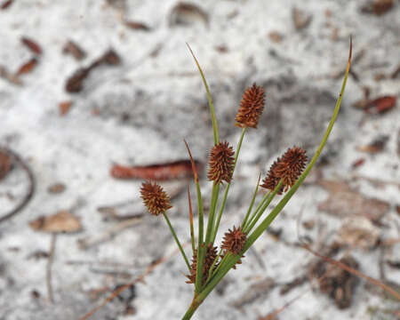 Image of ovateleaf flatsedge