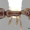 Image of Cardiocondyla nigra Forel 1905