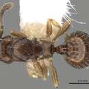 Image of <i>Temnothorax corsicus</i>