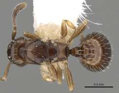 Image of <i>Temnothorax corsicus</i>