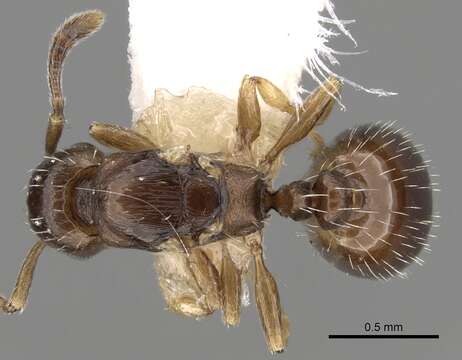 Image of <i>Temnothorax corsicus</i>