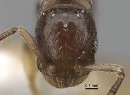 Image of <i>Temnothorax corsicus</i>