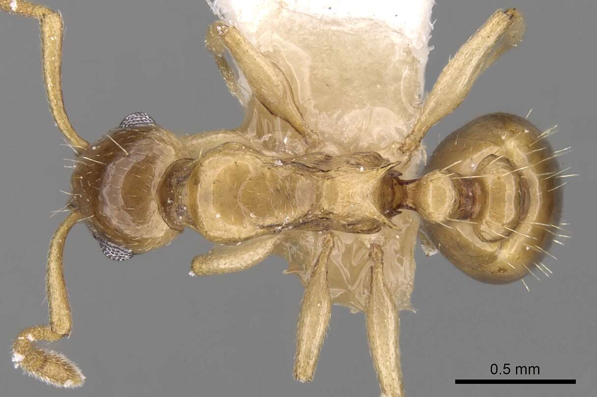 Image de <i>Temnothorax kutteri</i>