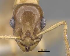 Image de <i>Temnothorax kutteri</i>