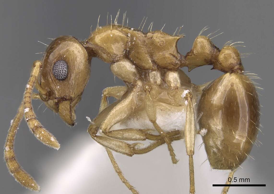 Image de <i>Temnothorax kutteri</i>