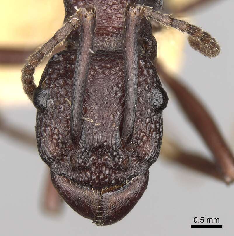 Image of Rhytidoponera punctigera Crawley 1925