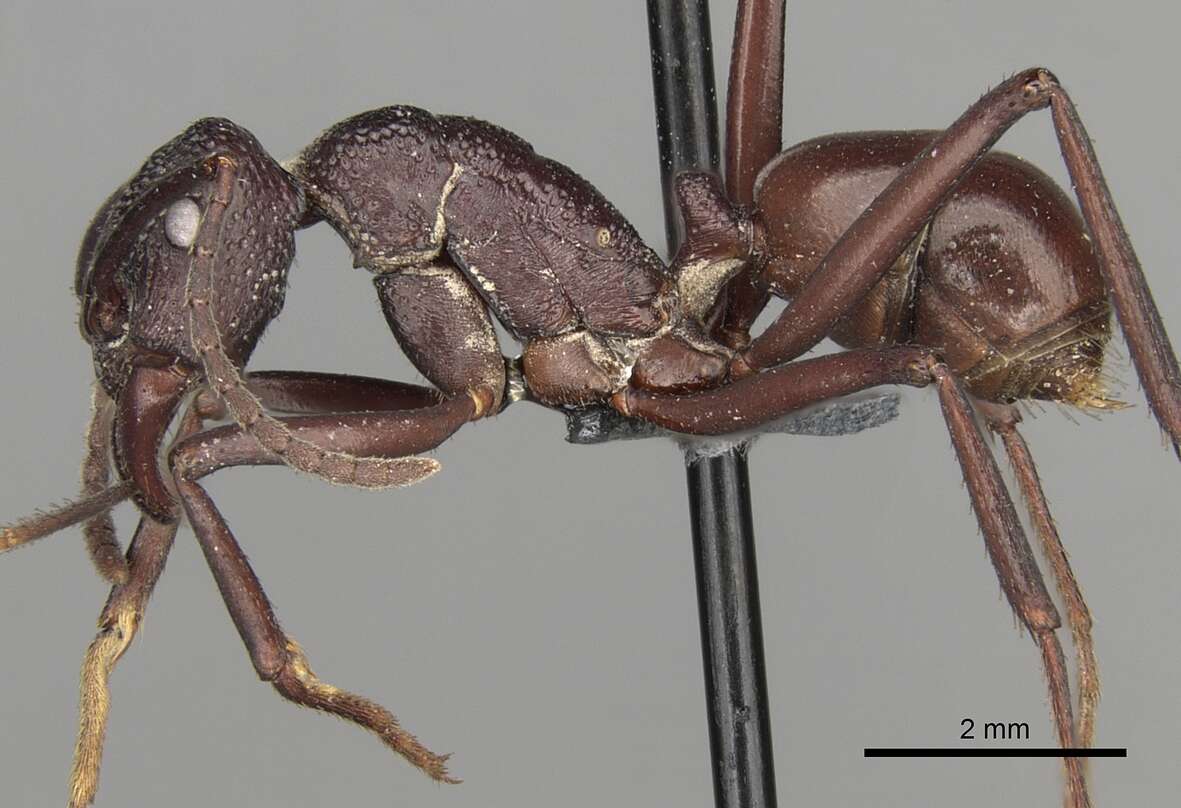 Image de Rhytidoponera rufiventris Forel 1915