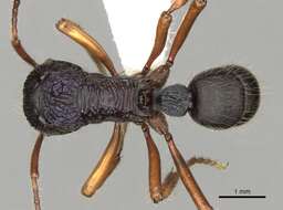 Image of Rhytidoponera acanthoponeroides Viehmeyer 1924
