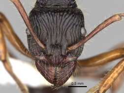 Image of Rhytidoponera acanthoponeroides Viehmeyer 1924