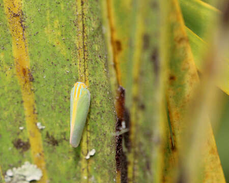 Image of Palm Flatid Planthopper