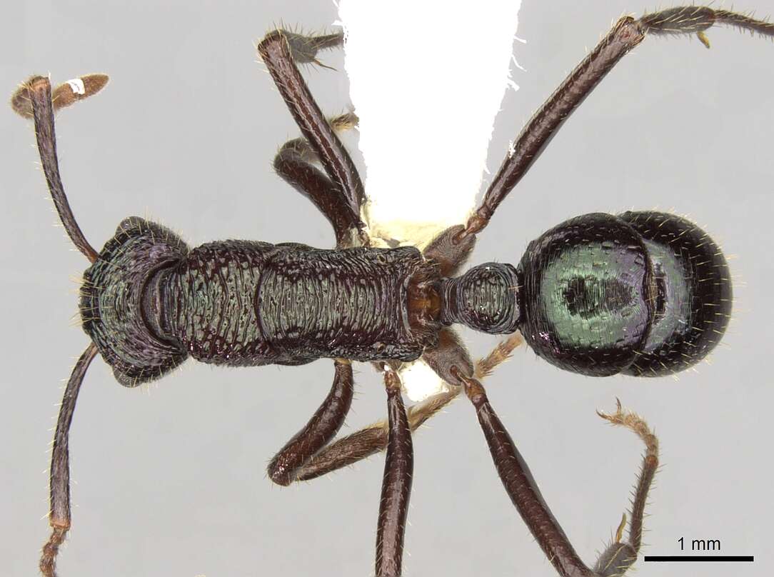 Image of Rhytidoponera fulgens (Emery 1883)