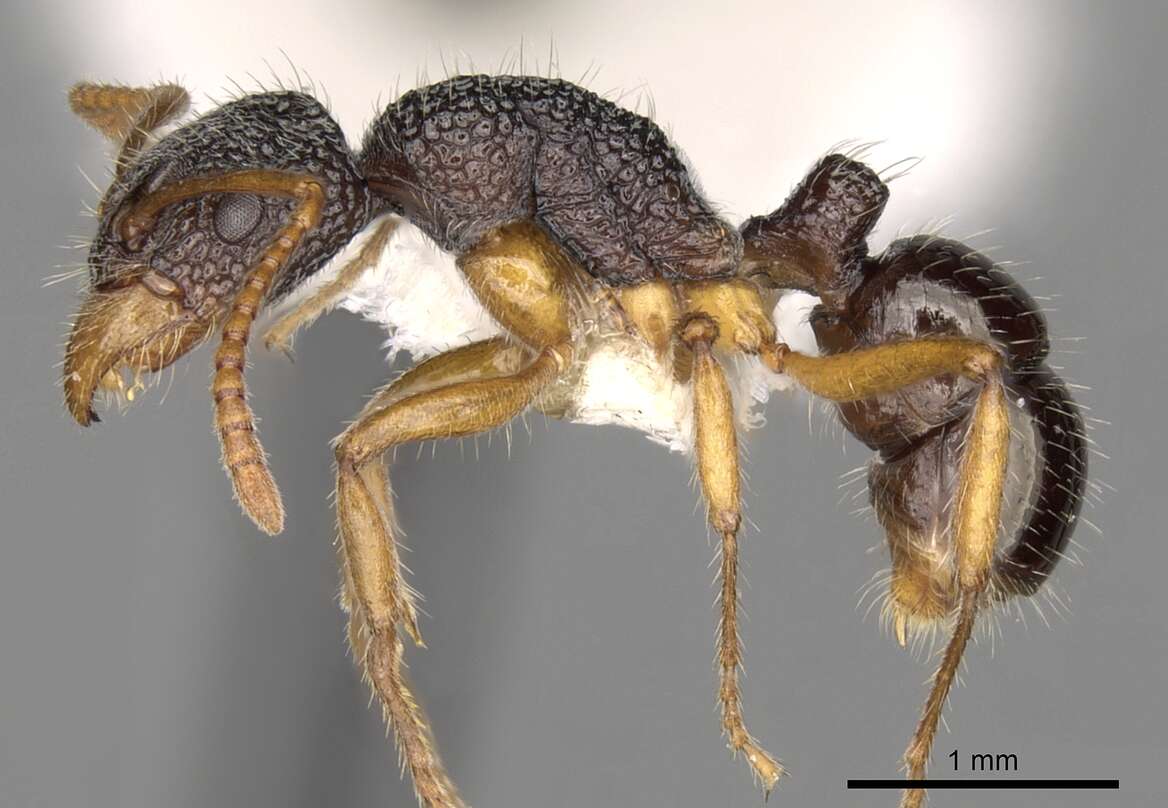Image of Rhytidoponera versicolor Brown 1958