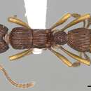 Image of Gnamptogenys menozzii (Borgmeier 1928)