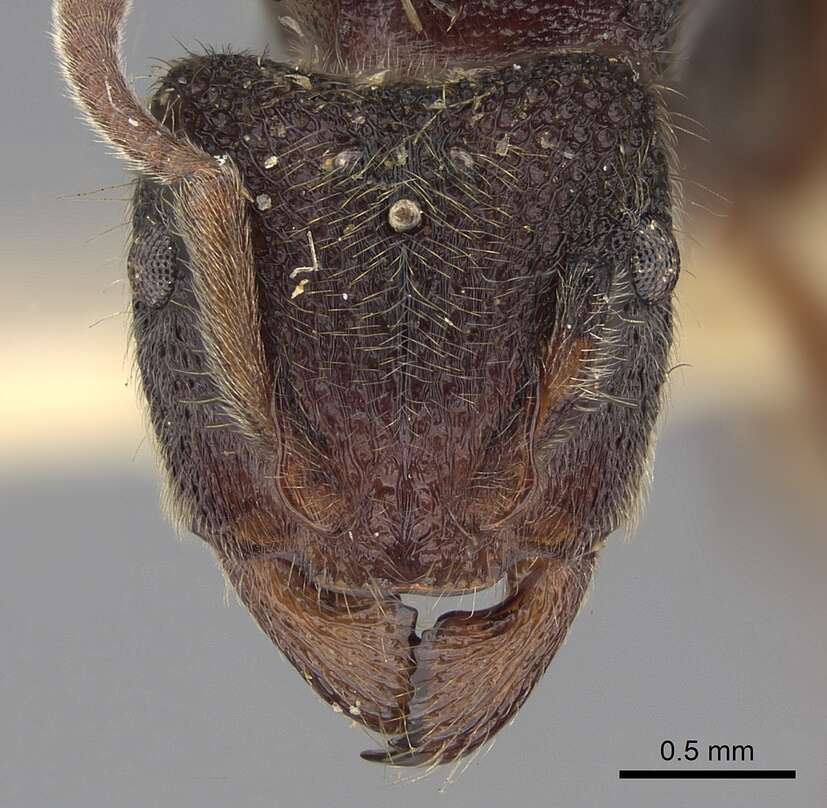 Image of Heteroponera leae (Wheeler 1923)