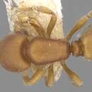 Image of Discothyrea sexarticulata Borgmeier 1954
