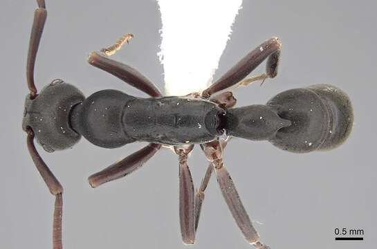 Image of Platythyrea tricuspidata Emery 1900