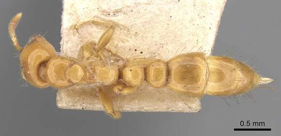 Tetraponera tessmanni (Stitz 1910) resmi