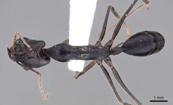 Image of Trap-jaw Ants