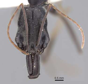 Image of Trap-jaw Ants