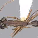 Image of Anochetus inca Wheeler 1925