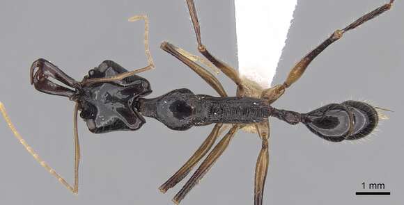 Image of Anochetus agilis Emery 1901