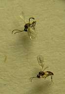 Image of Parasitic wasp