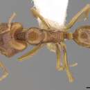 Image of Anochetus longifossatus Mayr 1897
