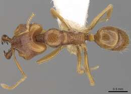 Image of Anochetus longifossatus Mayr 1897