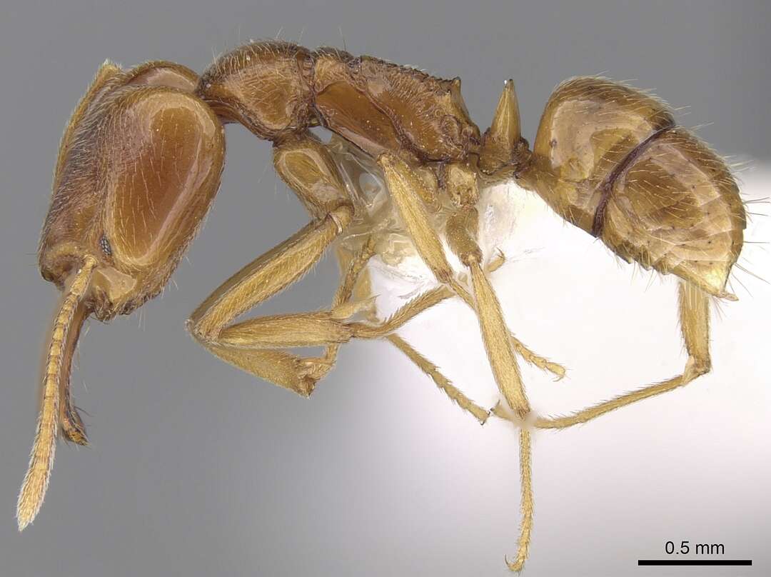 Image of Anochetus longifossatus Mayr 1897