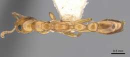 صورة Tetraponera braunsi (Forel 1913)