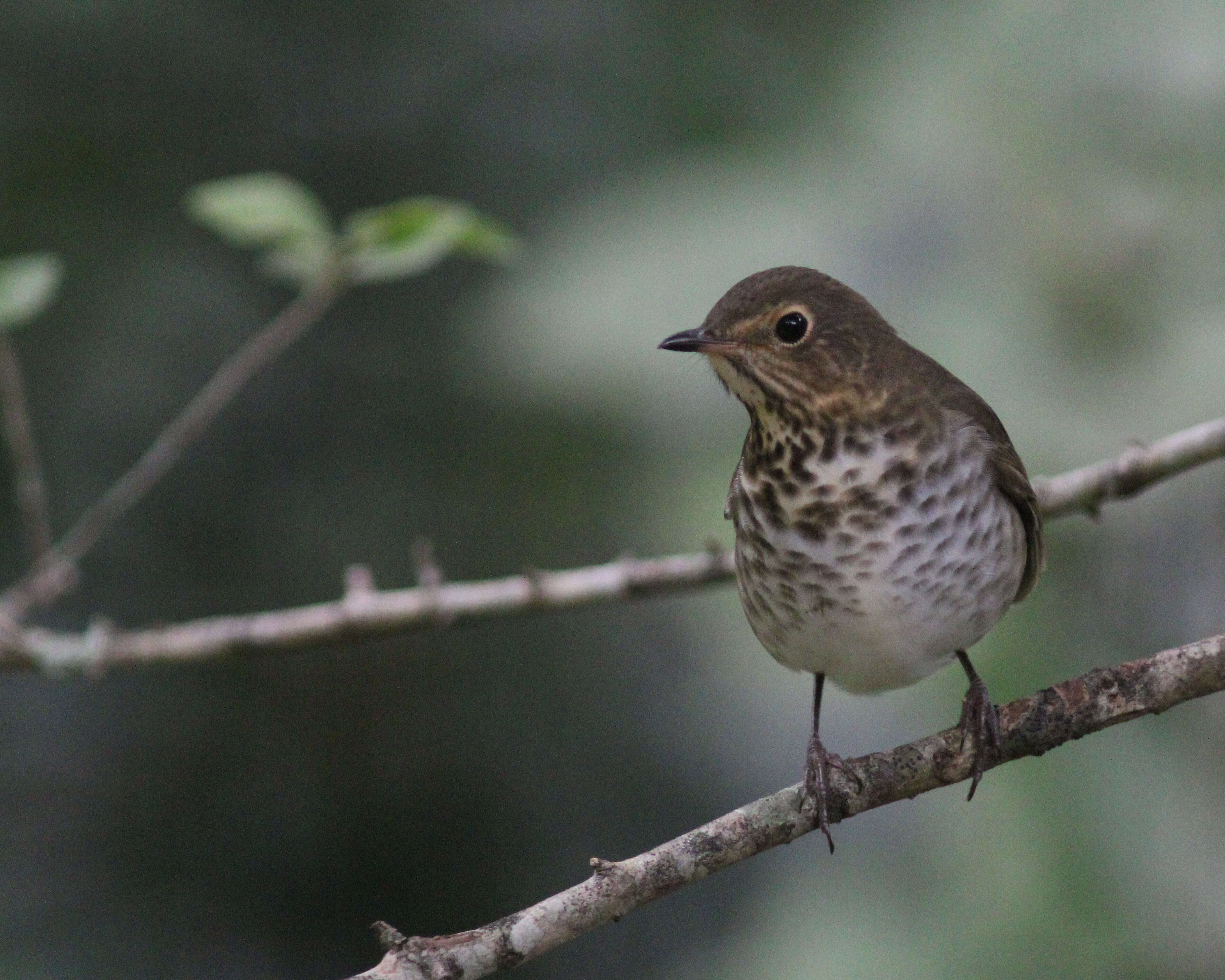 Image of Swainson's Thrush