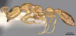 صورة Tetraponera braunsi (Forel 1913)