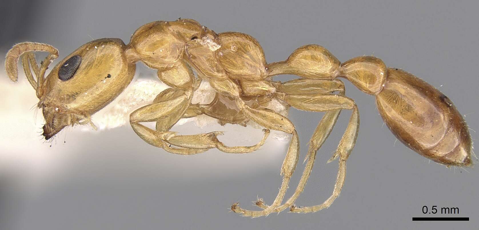 صورة Tetraponera braunsi (Forel 1913)