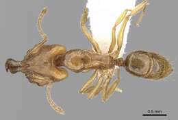 Image of Anochetus myops Emery 1893