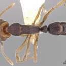 Image of Anochetus obscurior Brown 1978