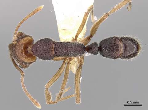 Image of Anochetus obscurior Brown 1978