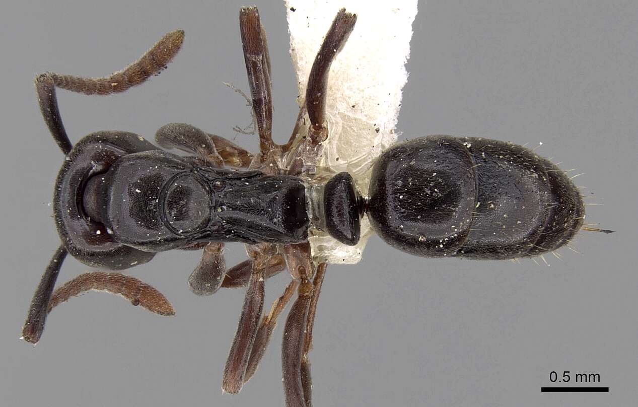 Image of Panther Ants