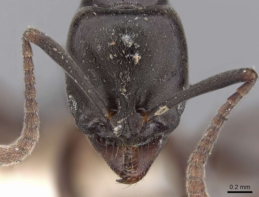 Image of Panther Ants