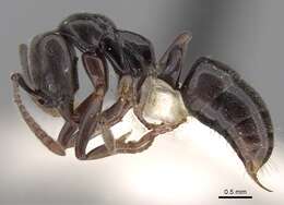 Image of Panther Ants