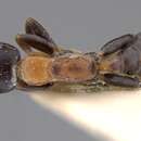 صورة Pseudomyrmex haytianus (Forel 1901)