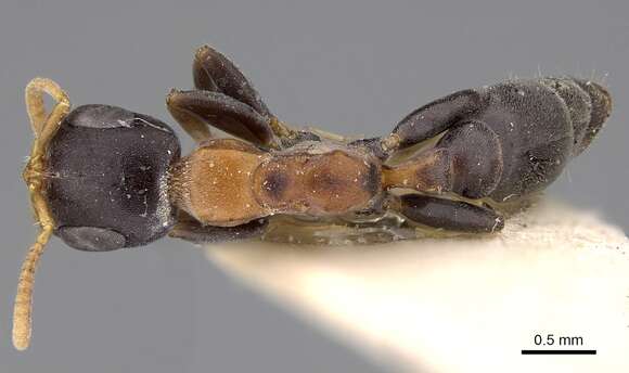 Image of Pseudomyrmex haytianus (Forel 1901)