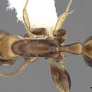 صورة Pseudomyrmex rochai (Forel 1912)