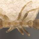 Слика од Pseudomyrmex tachigaliae (Forel 1904)