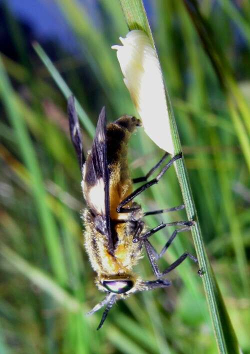 Imagem de Chrysops caecutiens (Linnaeus 1758)